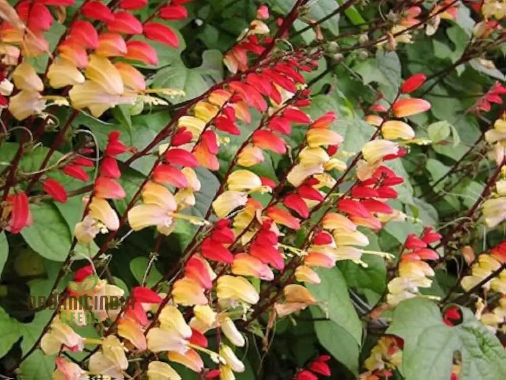Mina Lobata Seeds (Fire Cracker Vine Seeds) - Rare Climbing Annual for Colorful Garden Displays