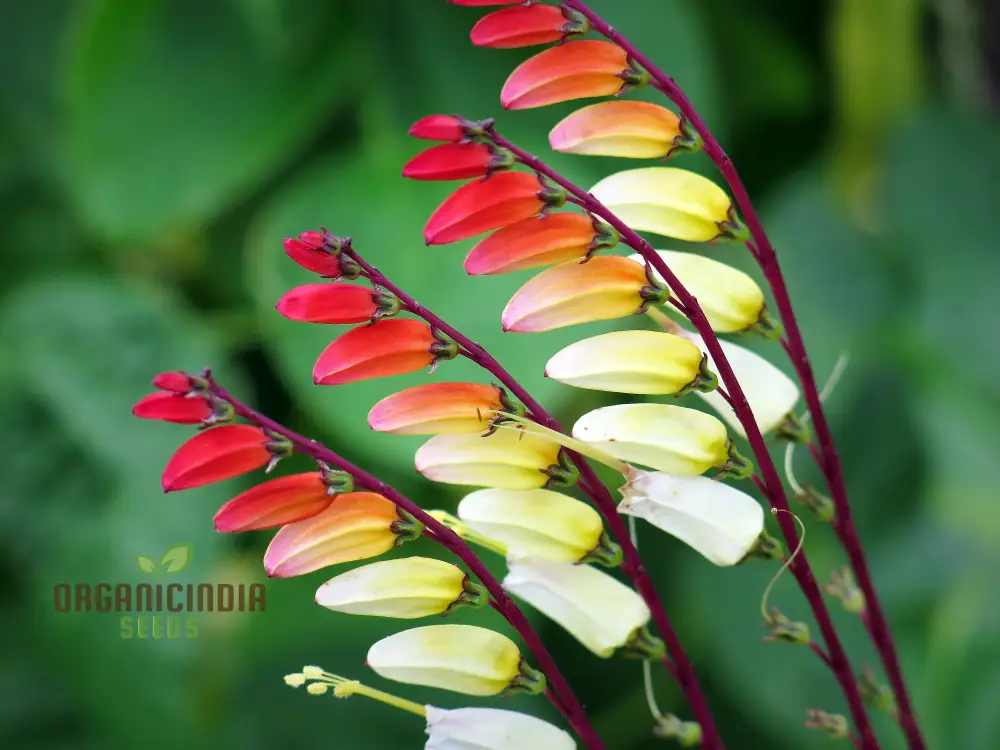 Mina Lobata Seeds (Fire Cracker Vine Seeds) - Rare Climbing Annual for Colorful Garden Displays - Image 3
