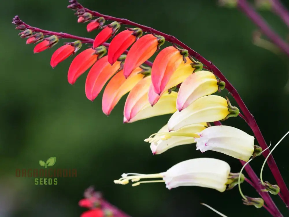 Mina Lobata Seeds (Fire Cracker Vine Seeds) - Rare Climbing Annual for Colorful Garden Displays - Image 4