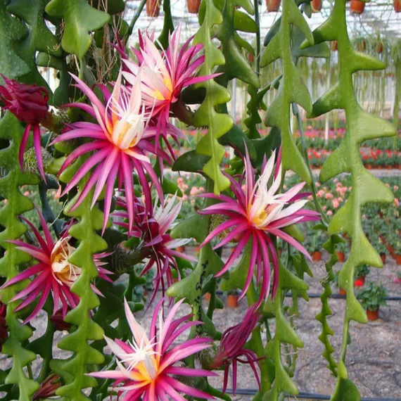 Fishbone Cactus Seeds (Epiphyllum Anguliger) Unique Zigzag Hanging Planting - Image 3