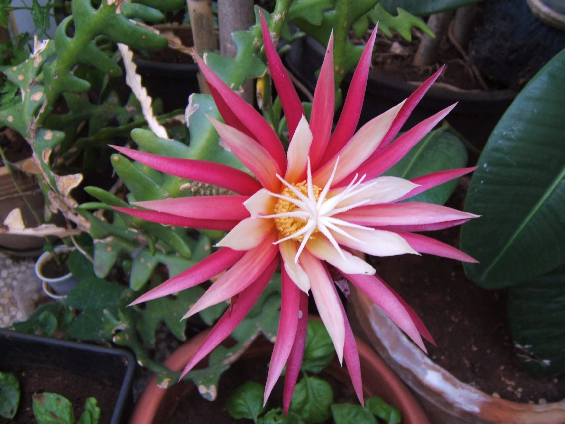 Fishbone Cactus Seeds (Epiphyllum Anguliger) Unique Zigzag Hanging Planting - Image 4