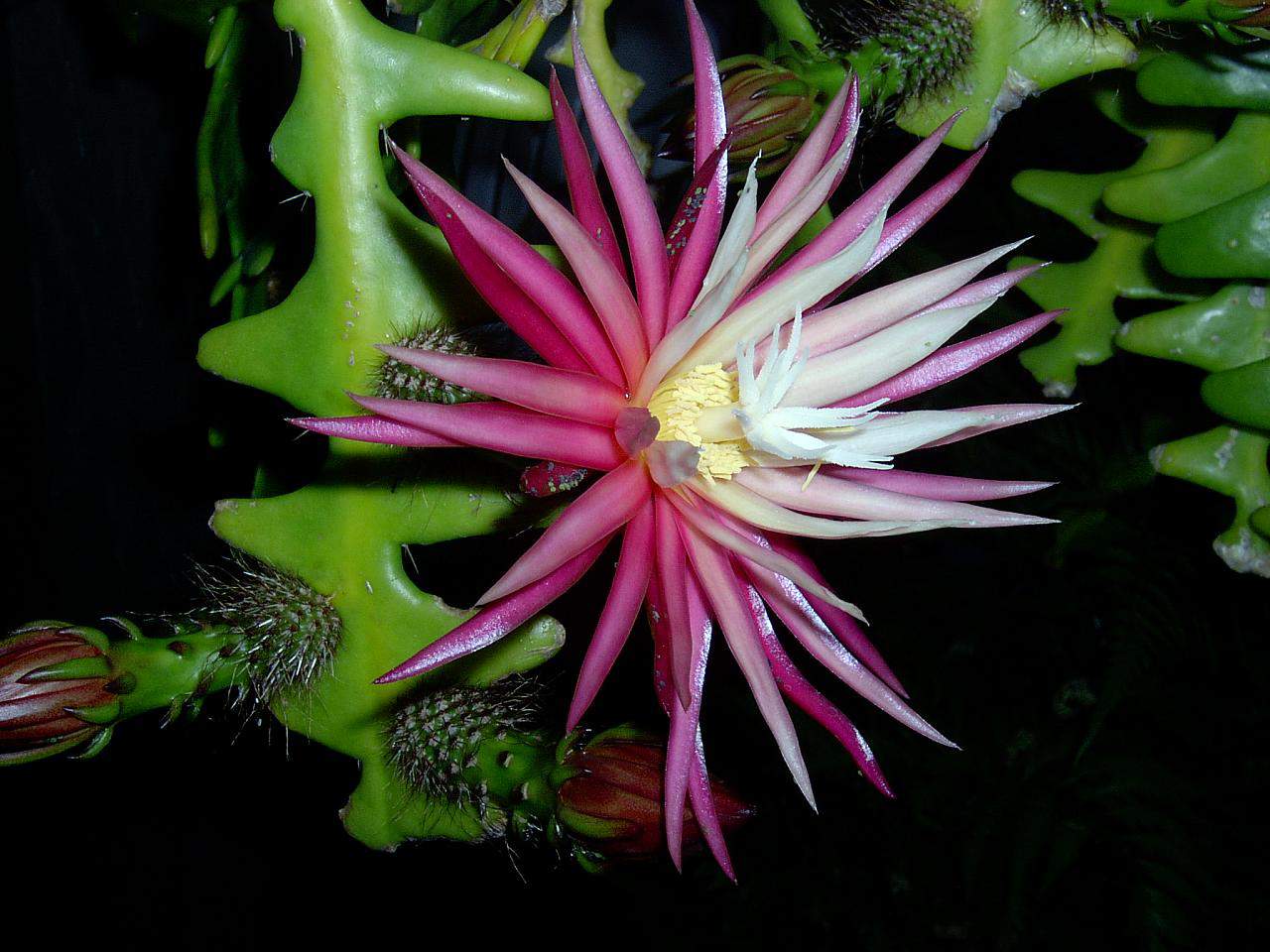 Fishbone Cactus Seeds (Epiphyllum Anguliger) Unique Zigzag Hanging Planting - Image 5
