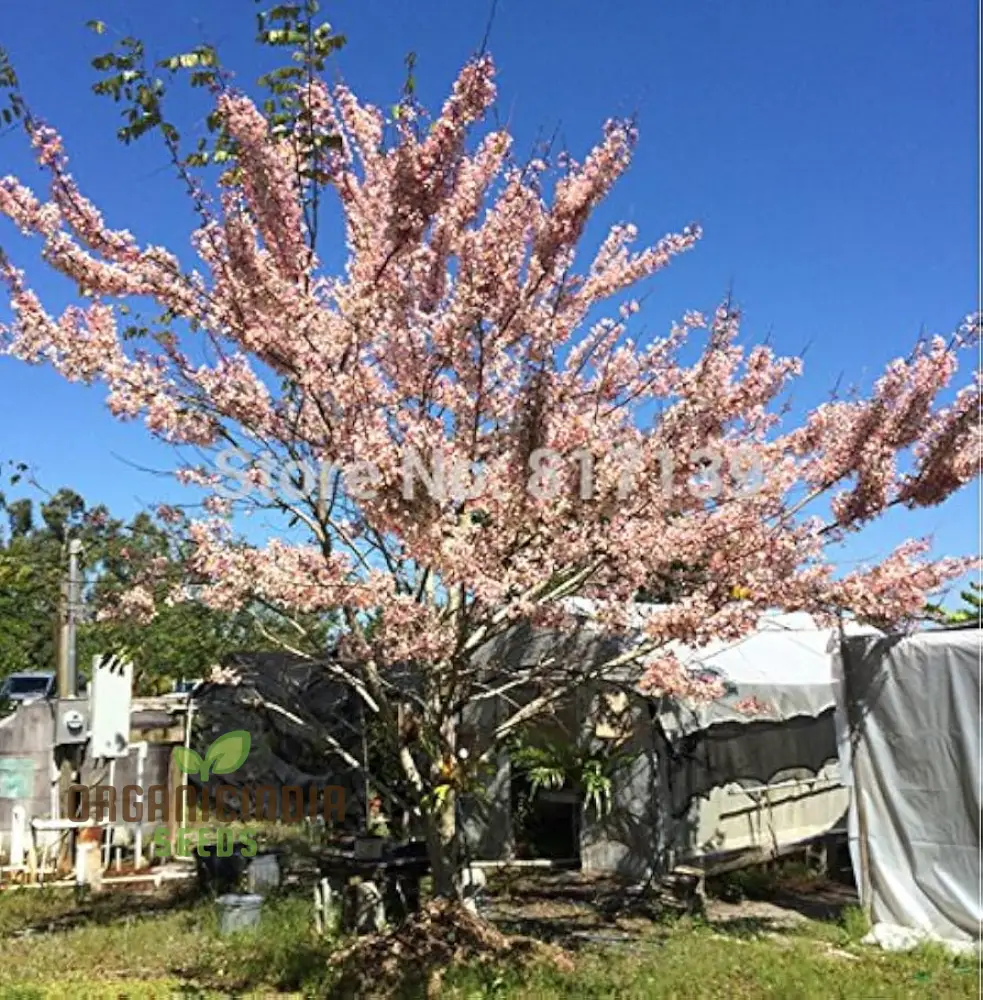 Golden Rain Tree or Purging Cassia Seeds for Planting