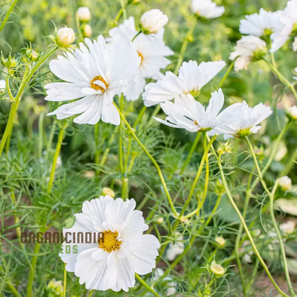 Fizzy White Cosmos Seeds – Premium Garden Bloom Variety