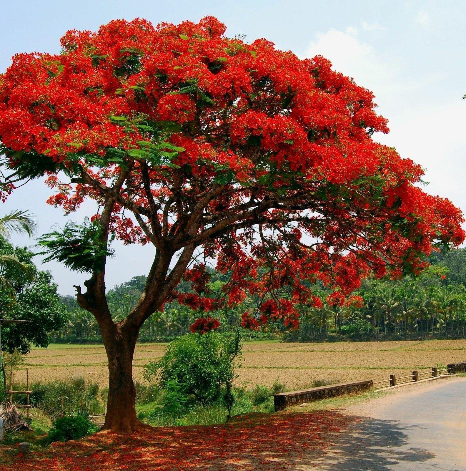 Flamboyant Flame Tree Seeds, Delonix Regia for Planting
