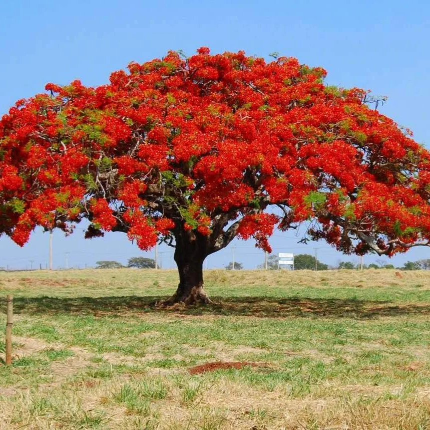 Flamboyant Flame Tree Seeds, Delonix Regia for Planting - Image 2