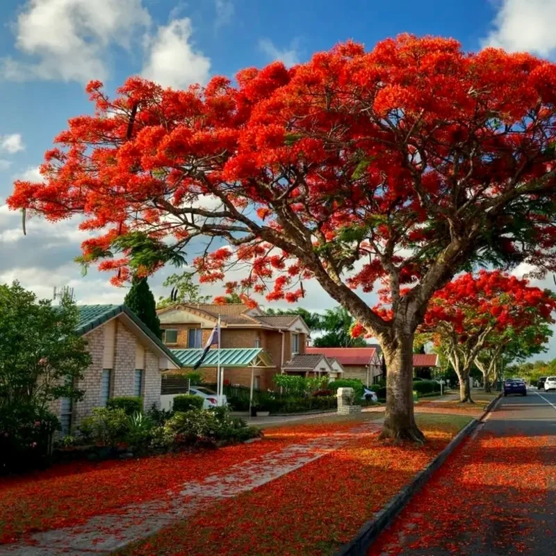 Flamboyant Flame Tree Seeds, Delonix Regia for Planting - Image 3