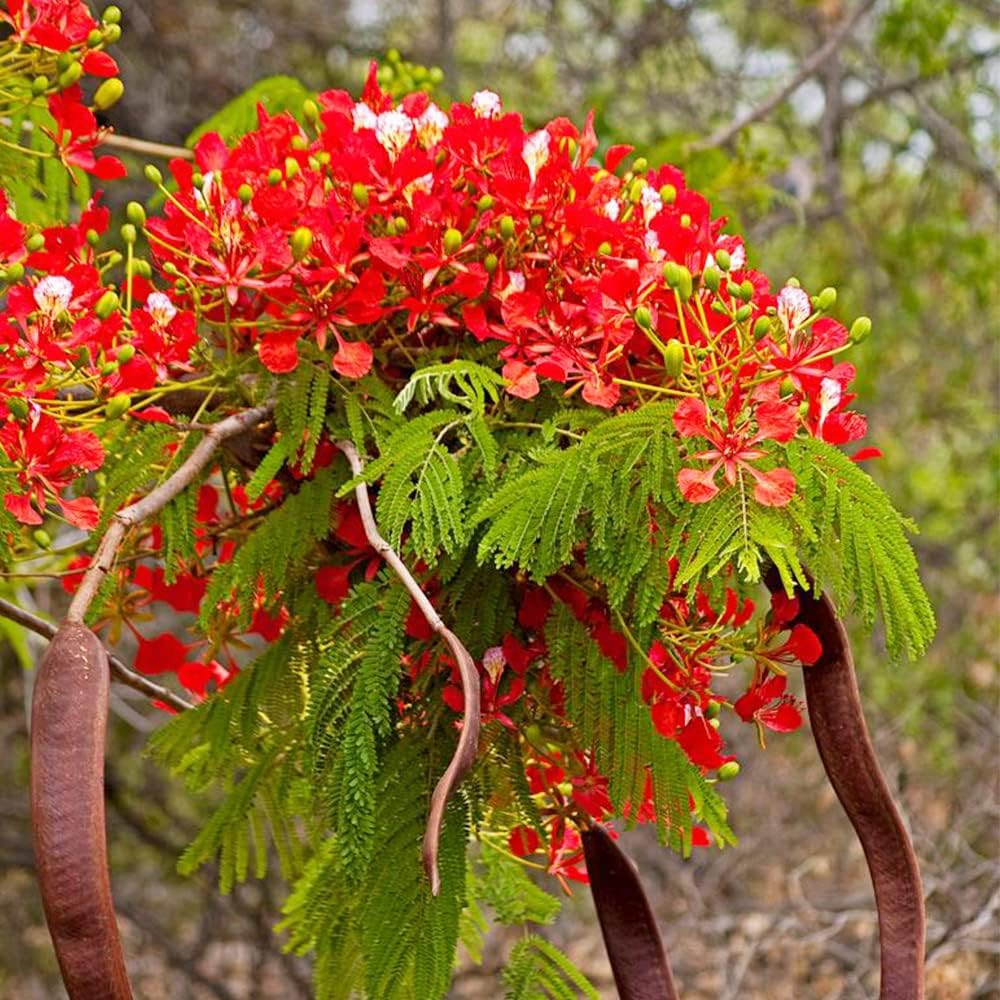 Flamboyant Flame Tree Seeds, Delonix Regia for Planting - Image 4