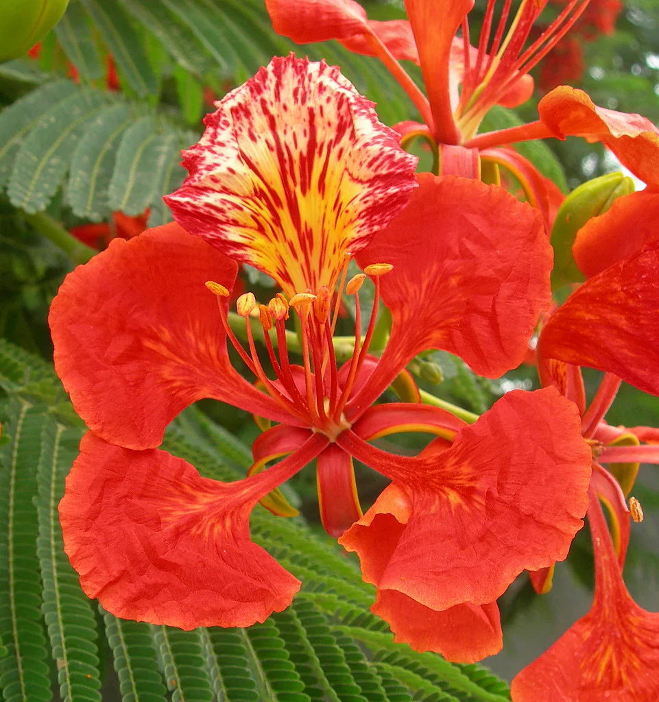 Flamboyant Flame Tree Seeds, Delonix Regia for Planting - Image 5