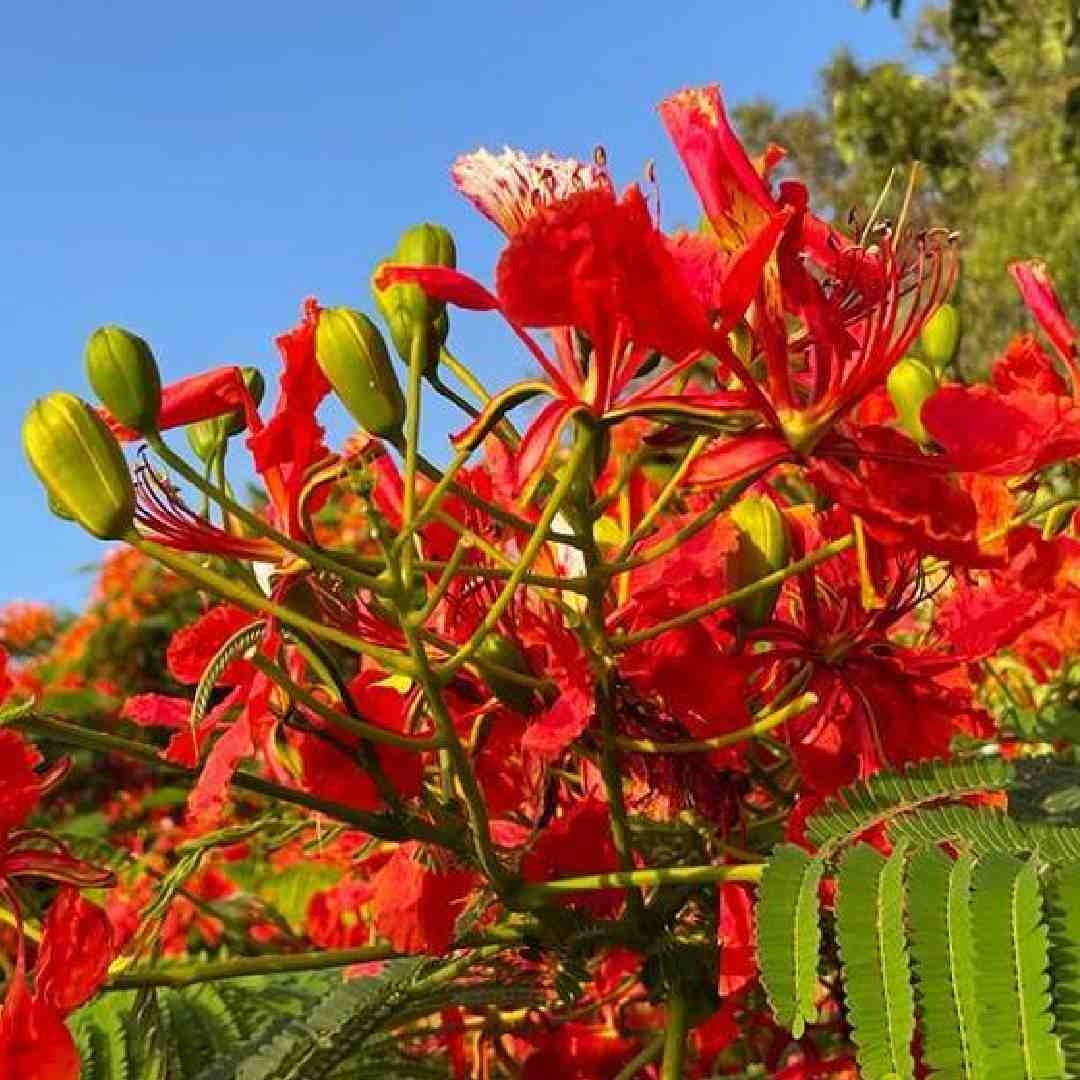 Flamboyant Flame Tree Seeds, Delonix Regia for Planting - Image 6