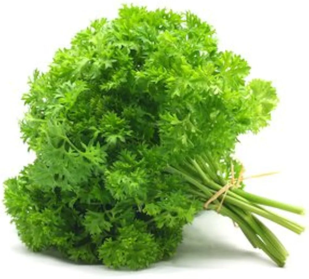 Flat Leaf Parsley Seeds – Premium Organic, Non-GMO Herb for Culinary & Garden Use - Image 2