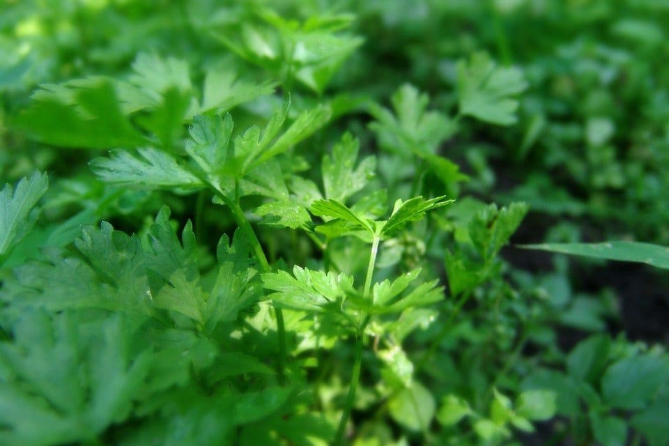 Flat Leaf Parsley Seeds – Premium Organic, Non-GMO Herb for Culinary & Garden Use - Image 3