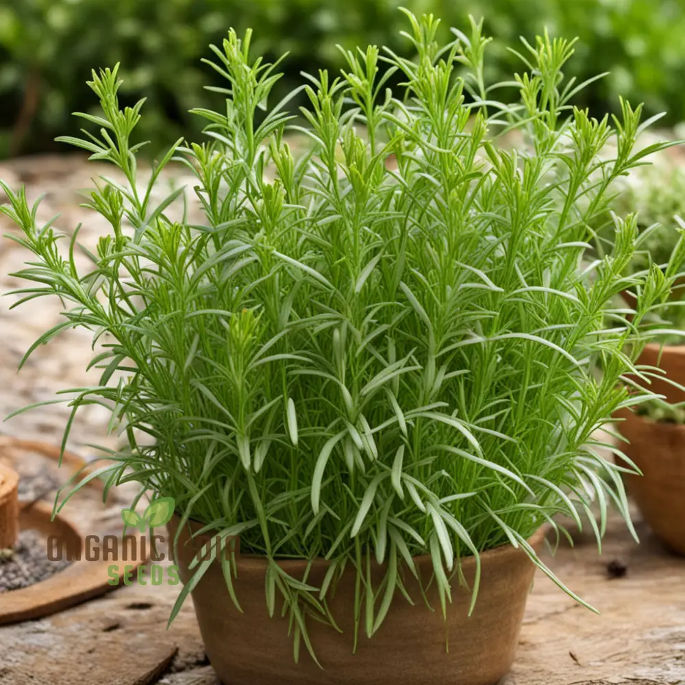 Flavorful French Tarragon Seeds for Planting, Premium Herb Seeds