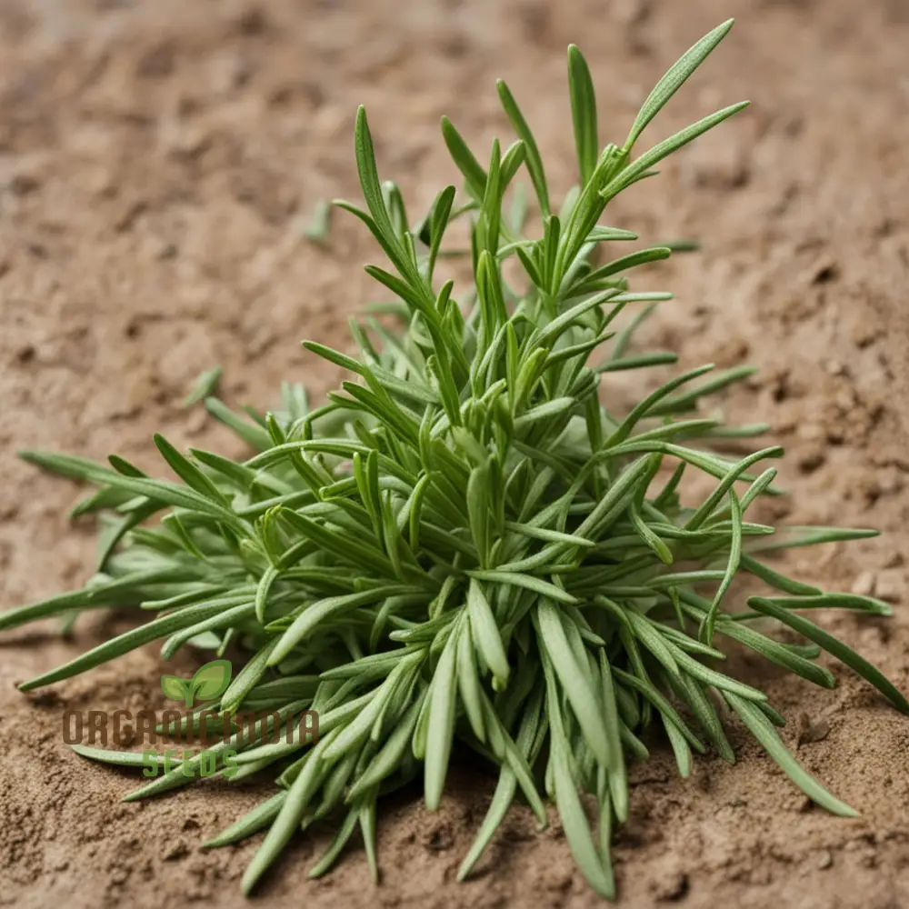 Flavorful French Tarragon Seeds for Planting, Premium Herb Seeds - Image 3