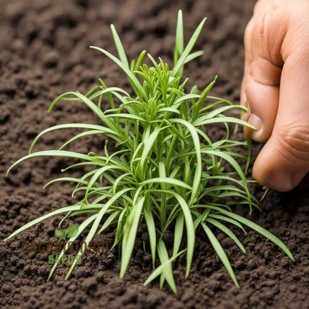 Flavorful French Tarragon Seeds for Planting, Premium Herb Seeds - Image 4