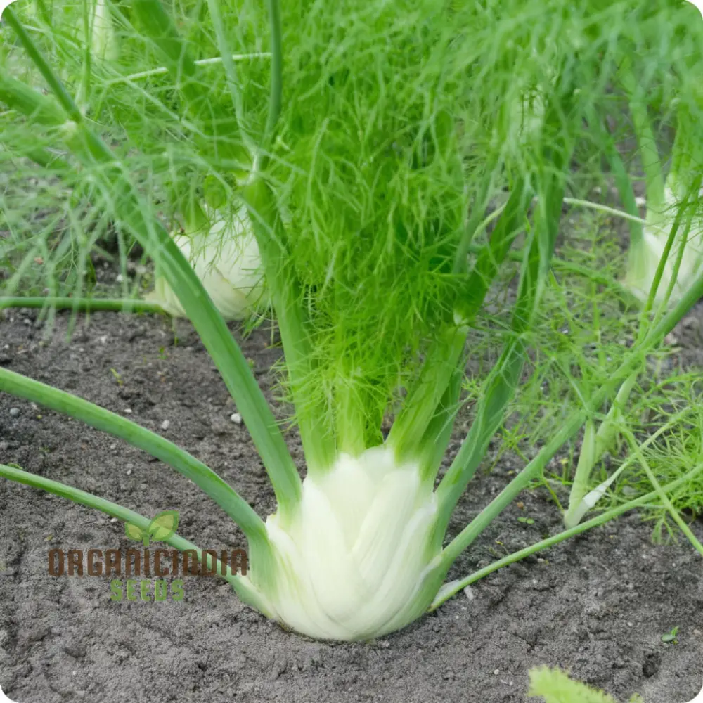 Florence Fennel Seeds - Zefa Fino Variety - Grow Flavorful and Crisp Bulbs