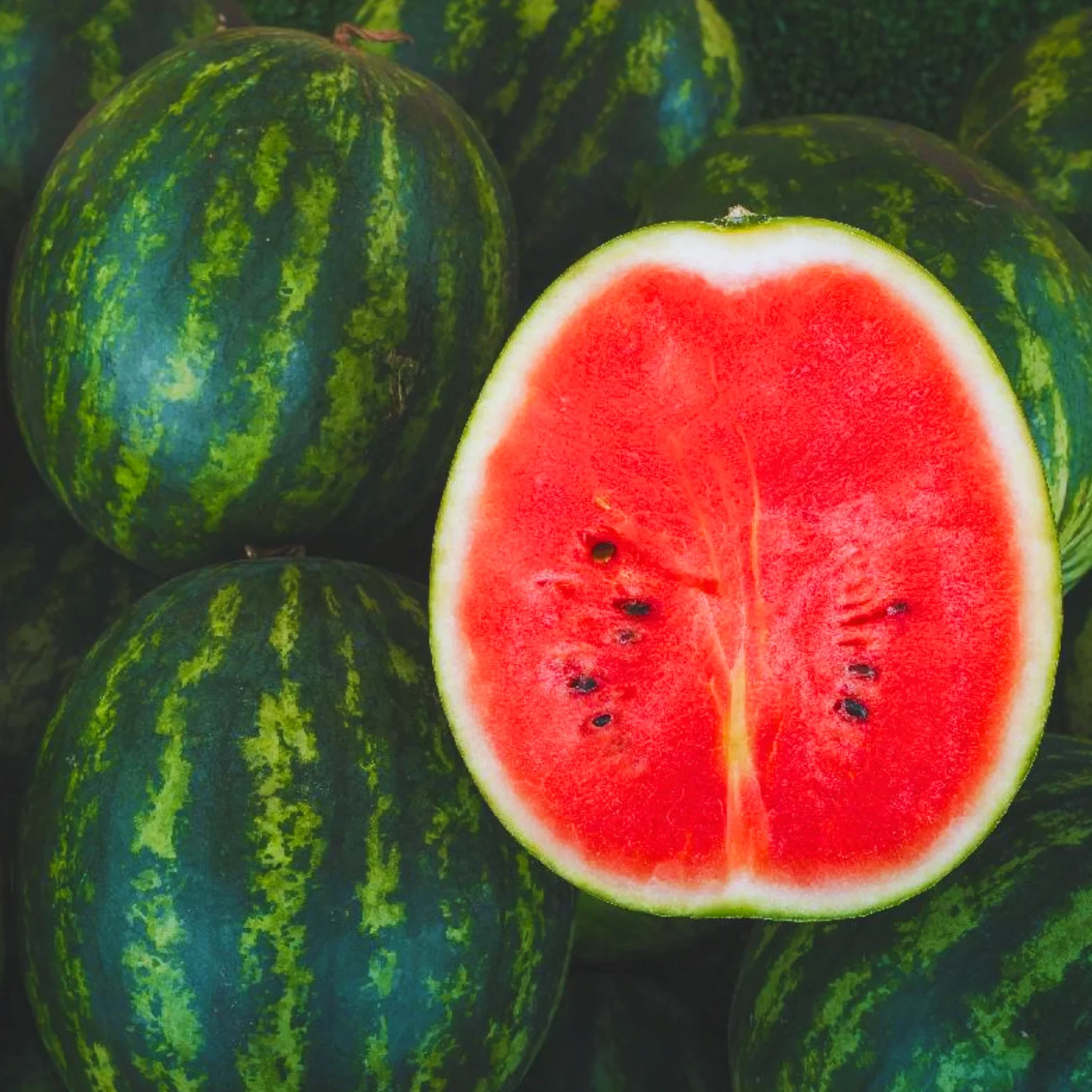 Florida Giant Watermelon Seeds - Image 4