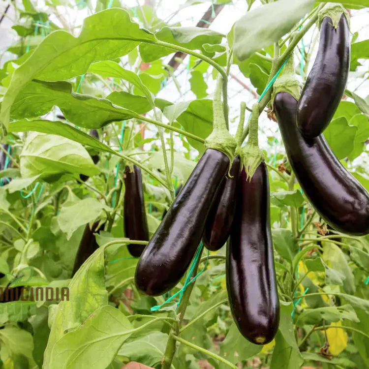 Florida Market Eggplant Seeds for a Thriving Garden and Fresh Harvests!