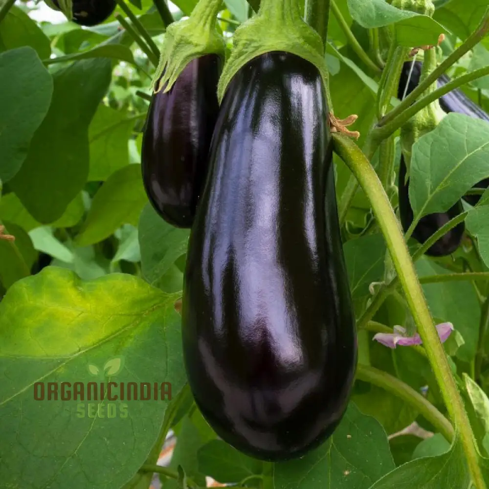 Florida Market Eggplant Seeds for a Thriving Garden and Fresh Harvests! - Image 3