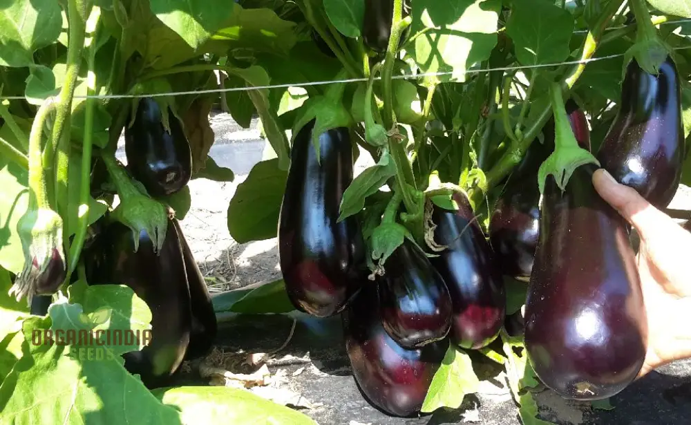 Florida Market Eggplant Seeds for a Thriving Garden and Fresh Harvests! - Image 4
