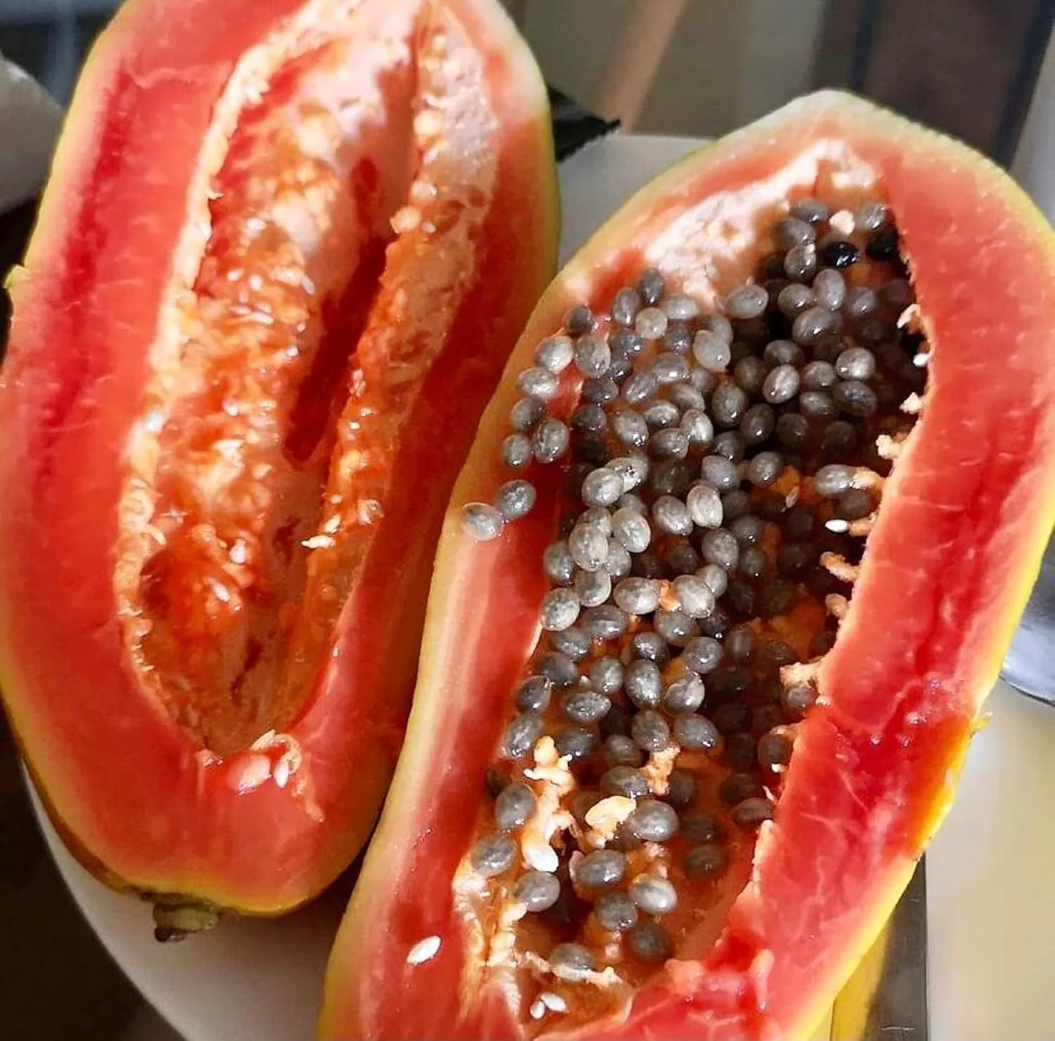 Florida Red Papaya Seeds for Planting – Sweet & Juicy Tropical Fruit - Image 3