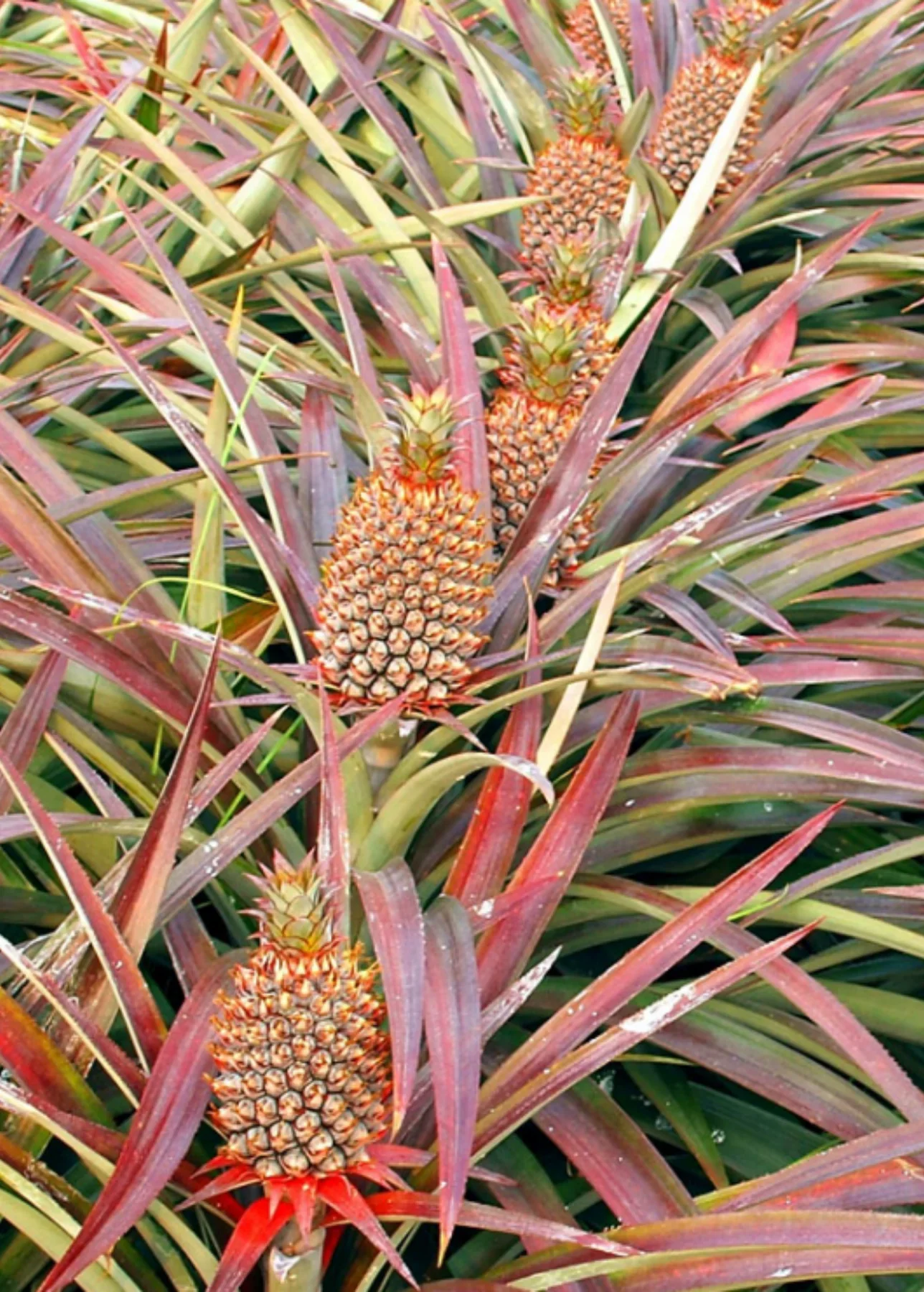 Florida Special Pineapple Seeds for Planting – Grow Sweet & Tropical Low-Acid Pineapples - Image 2