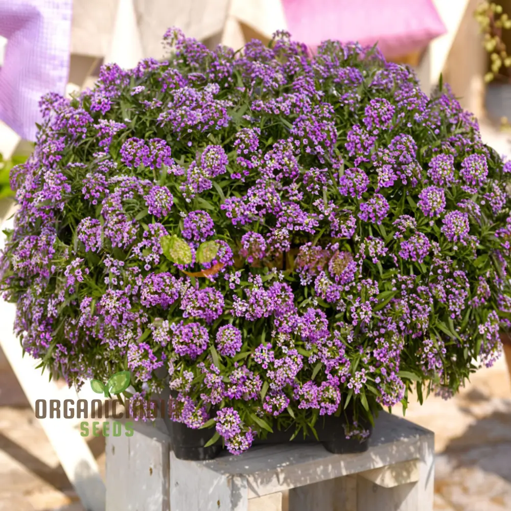 Flower Gardening with Alyssum 'Royal Carpet', A Comprehensive Guide to Planting and Growing Vibrant Alyssum Seeds