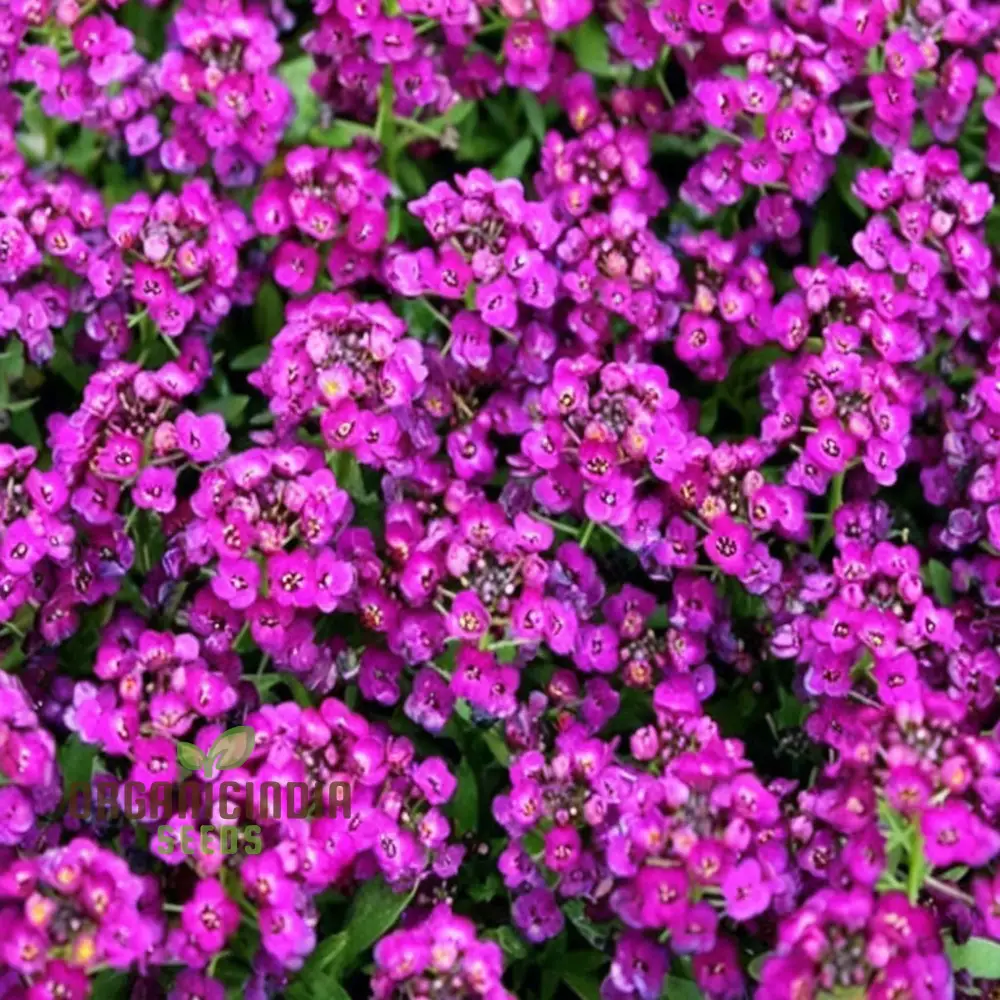 Flower Gardening with Alyssum 'Royal Carpet', A Comprehensive Guide to Planting and Growing Vibrant Alyssum Seeds - Image 3