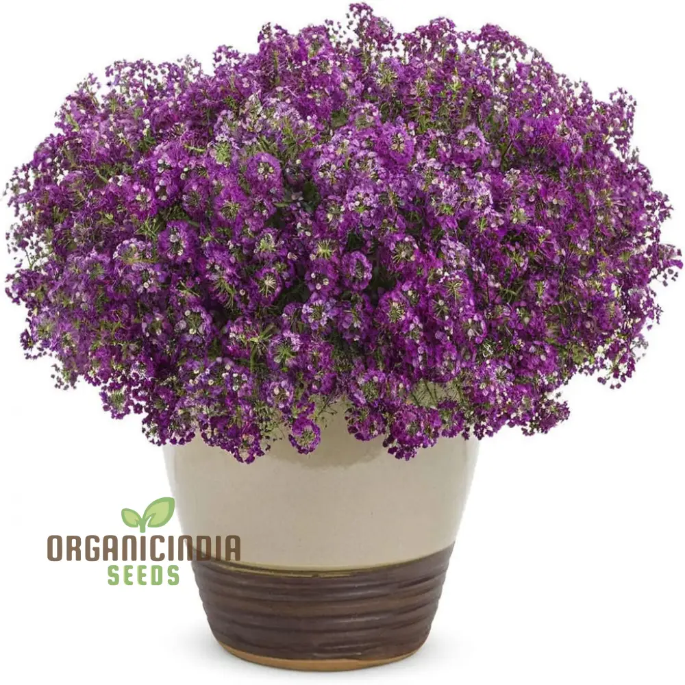 Flower Gardening with Alyssum 'Royal Carpet', A Comprehensive Guide to Planting and Growing Vibrant Alyssum Seeds - Image 4