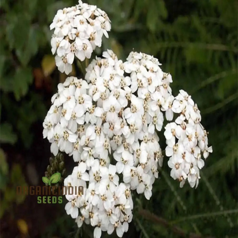 White Achillea Millefolium Flower seeds, Gardening with An In-Depth Guide to Planting and Growing Yarrow Seeds
