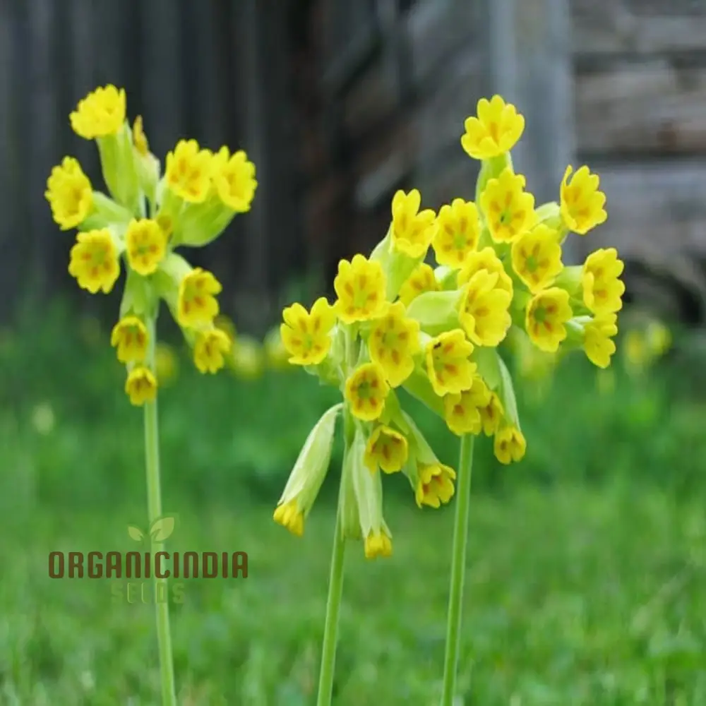Yellow Cowslip Seeds For Planting, An In-Depth Guide to Planting and Growing Vibrant Cowslip Seeds - Image 3