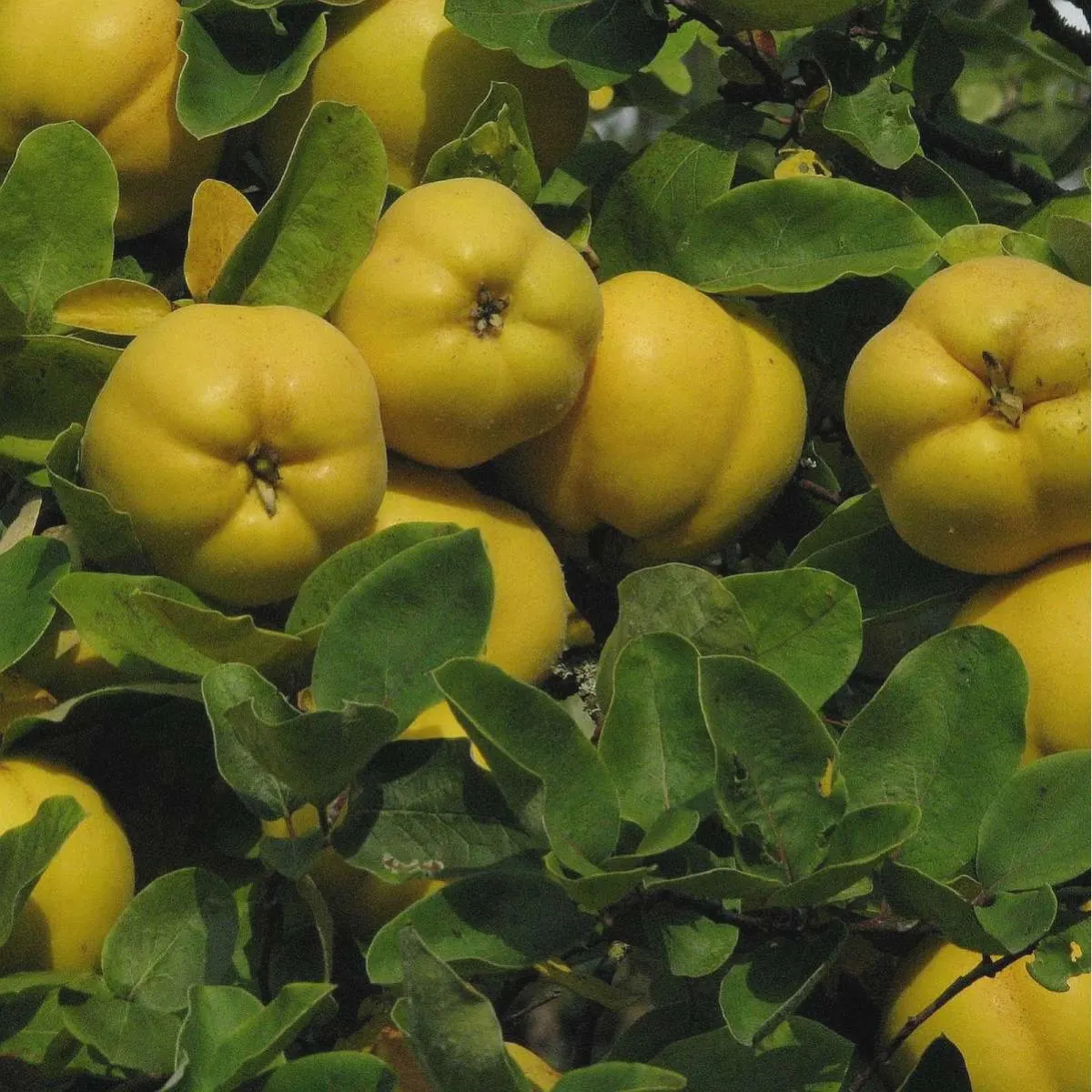 Flowering Quince Fruit Seeds