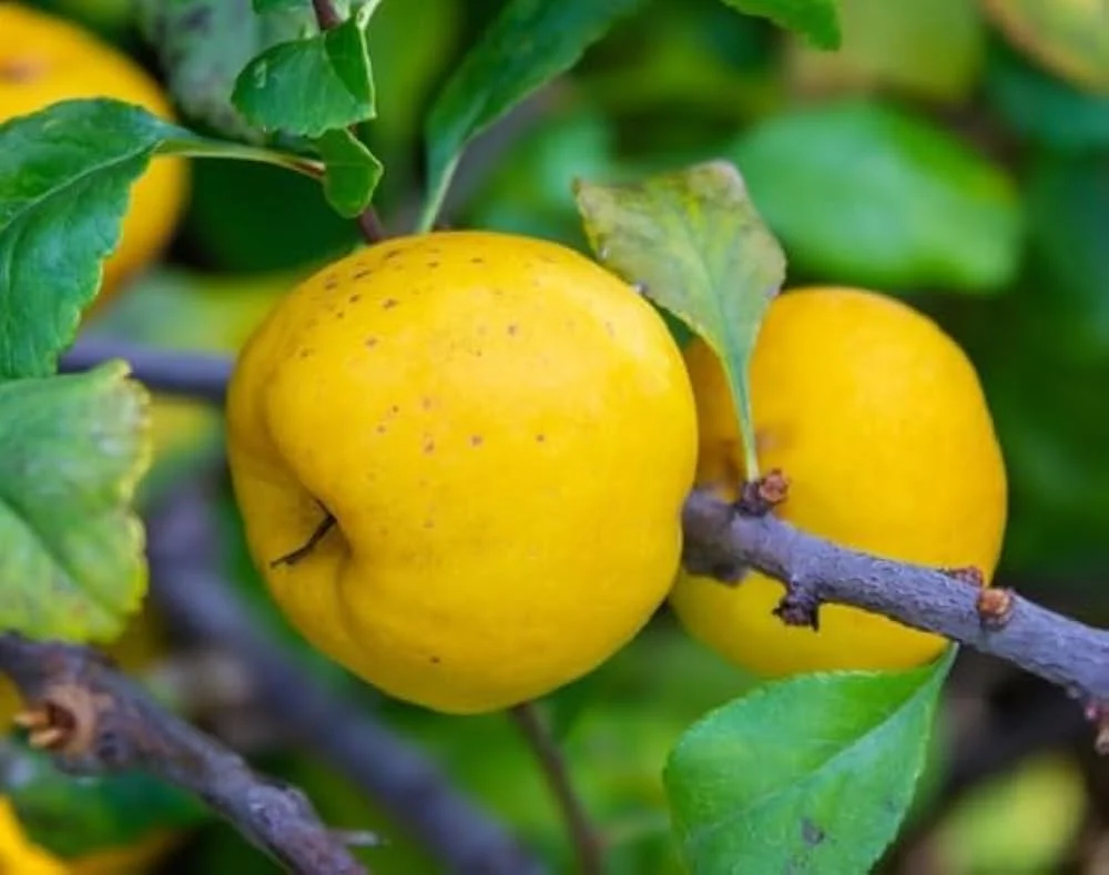Flowering Quince Fruit Seeds - Image 3