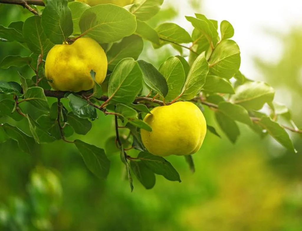 Flowering Quince Fruit Seeds - Image 4