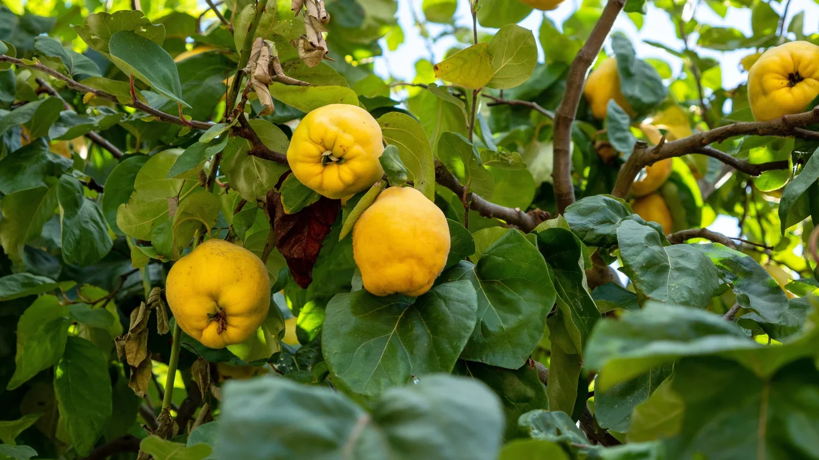 Flowering Quince Fruit Seeds - Image 5