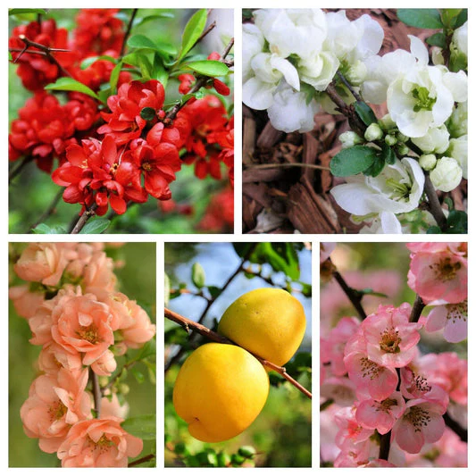 Flowering Quince Fruit Seeds - Image 6