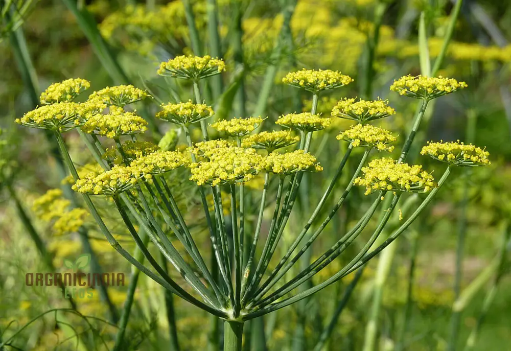 Foeniculum Vulgare Seeds - Premium Quality for Planting and Culinary Use
