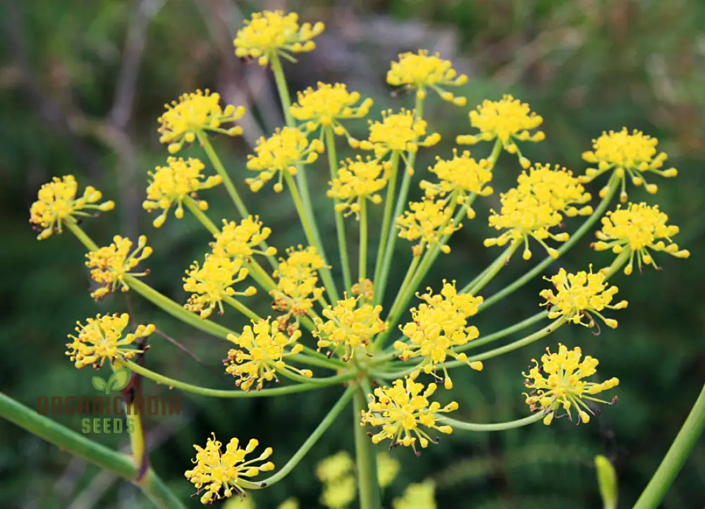 Foeniculum Vulgare Seeds - Premium Quality for Planting and Culinary Use - Image 3