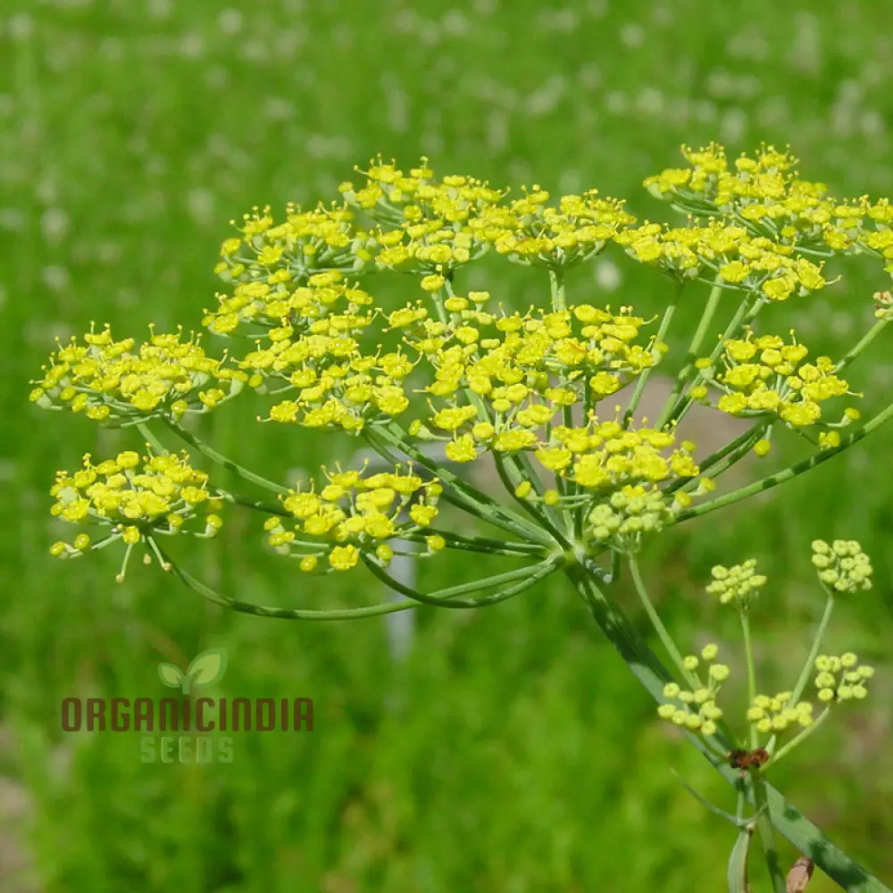 Foeniculum Vulgare Seeds - Premium Quality for Planting and Culinary Use - Image 4