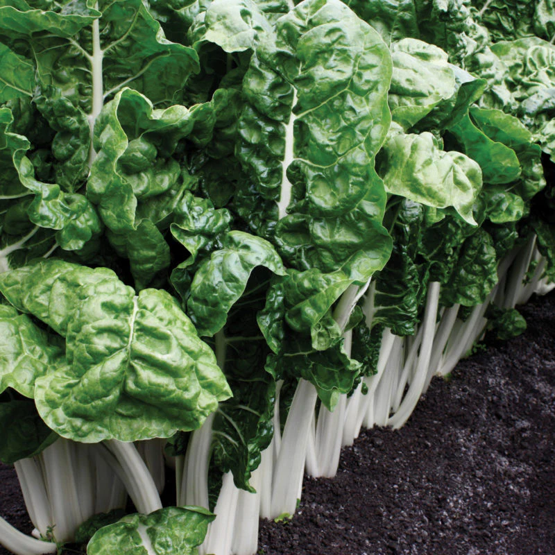 Fordhook Giant Spinach Seeds, Heirloom, Fast Growing And Cold Hardy - Image 2