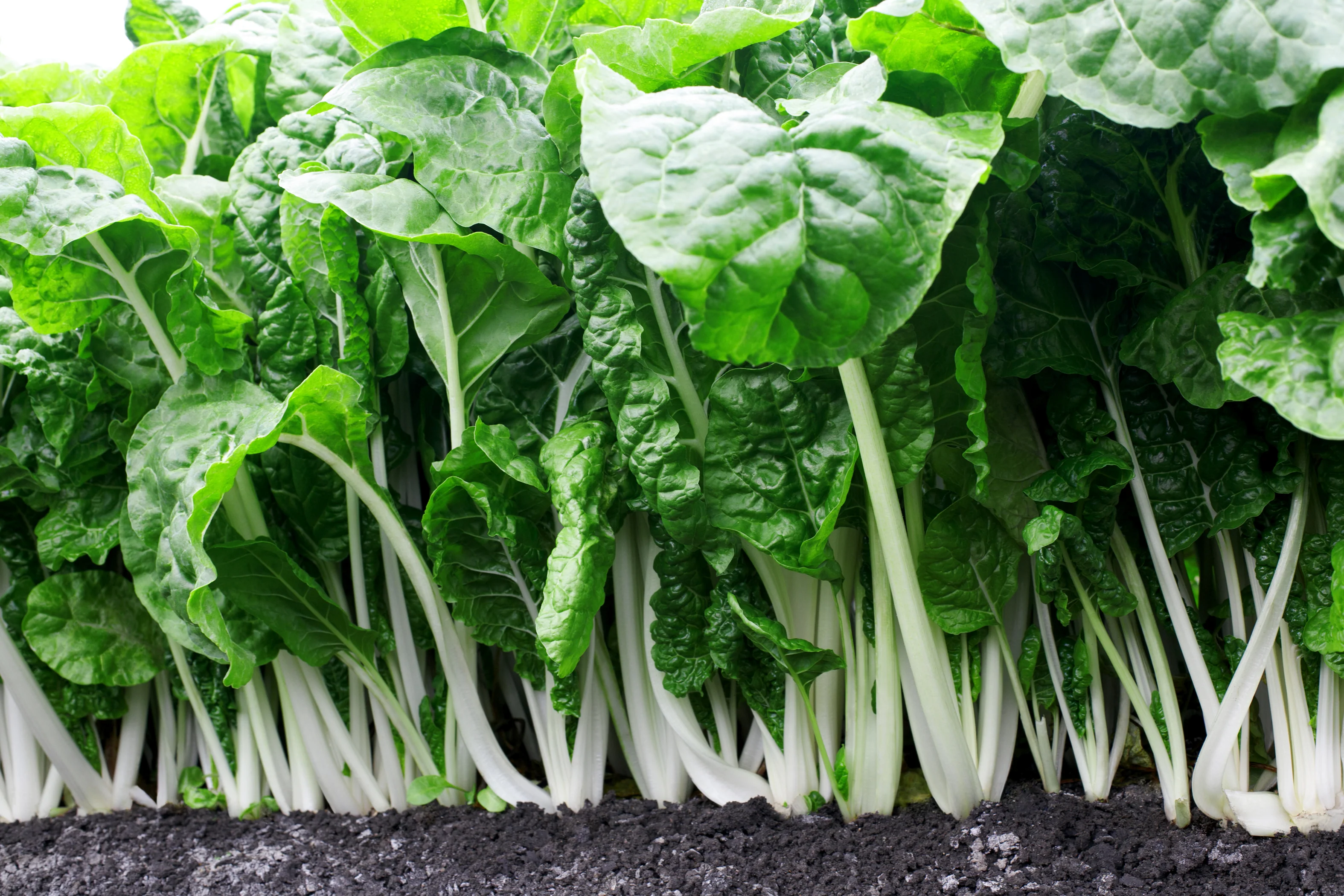 Fordhook Giant Spinach Seeds, Heirloom, Fast Growing And Cold Hardy - Image 3