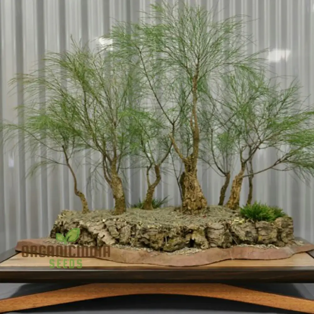 Forest Oak Seeds - Casuarina Torulosa for Gardening Enthusiasts: Rare Australian Native Tree Seeds