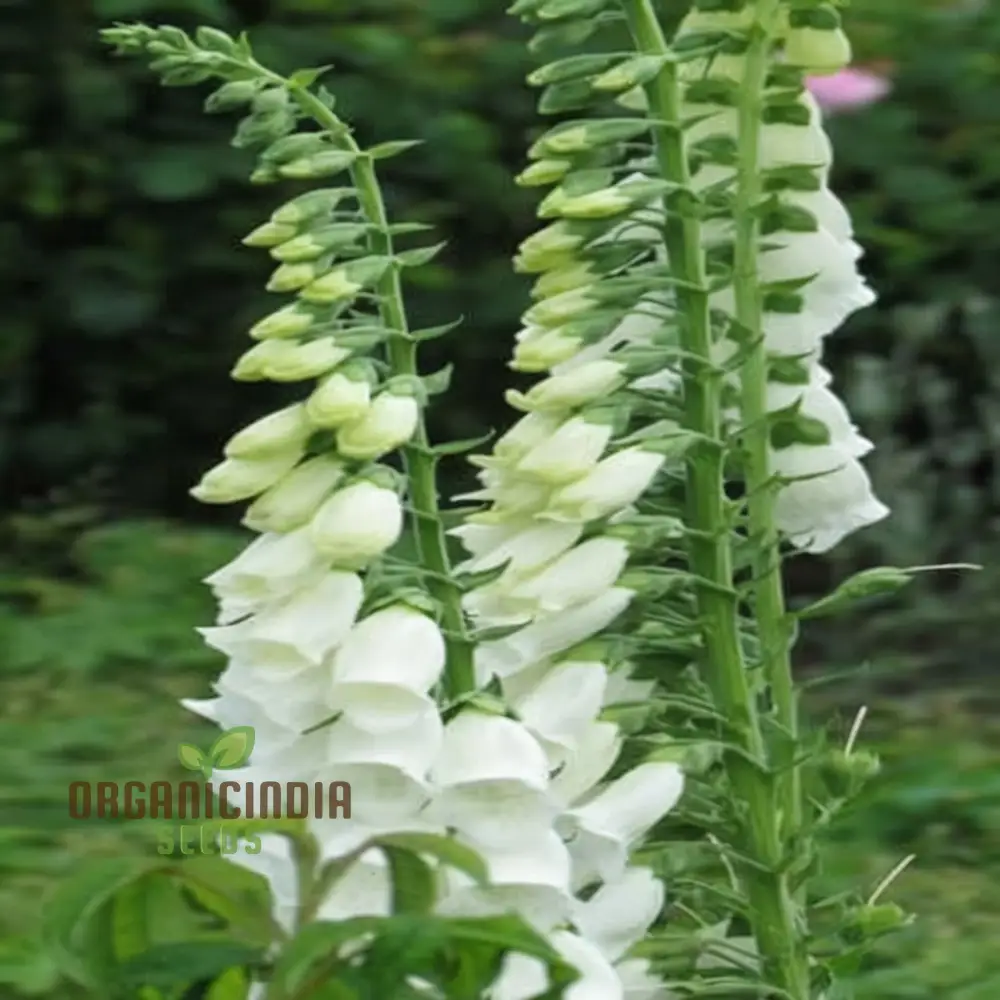 Foxglove ALBA White Flower Seeds For Planting - Premium Foxglove Seeds for Stunning Garden Blooms - Image 3