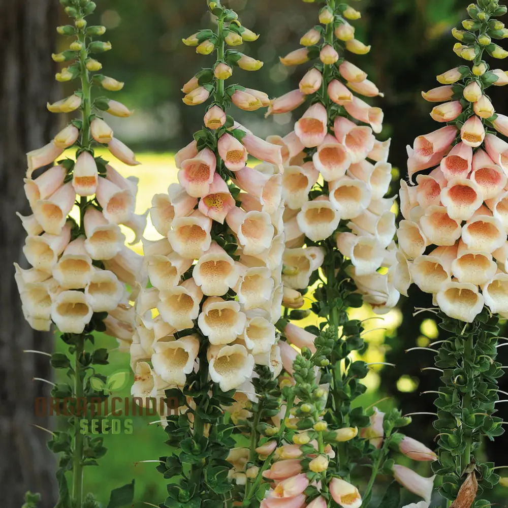 Apricot Foxglove Flower Seeds – Digitalis Purpurea Biennial Variety for Garden Borders