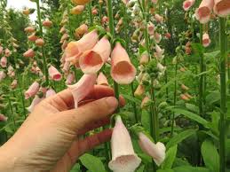 Apricot Foxglove Flower Seeds – Digitalis Purpurea Biennial Variety for Garden Borders - Image 3