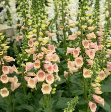 Apricot Foxglove Flower Seeds – Digitalis Purpurea Biennial Variety for Garden Borders - Image 4