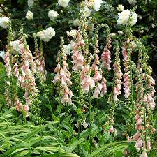 Apricot Foxglove Flower Seeds – Digitalis Purpurea Biennial Variety for Garden Borders - Image 5