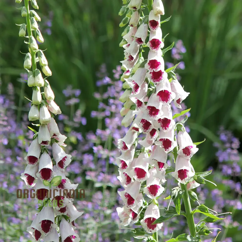 Foxglove 'Pam's Choice' Flower Seeds For Planting - Elegant Perennial for Your Garden | Shop Gardening Favor