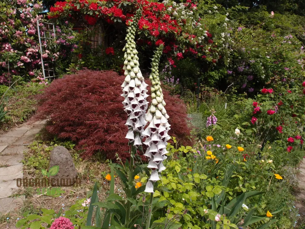 Foxglove 'Pam's Choice' Flower Seeds For Planting - Elegant Perennial for Your Garden | Shop Gardening Favor - Image 3