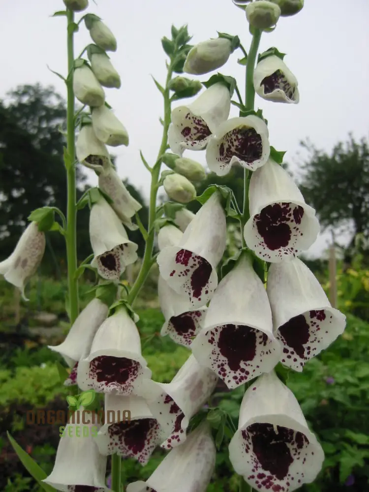 Foxglove 'Pam's Choice' Flower Seeds For Planting - Elegant Perennial for Your Garden | Shop Gardening Favor - Image 4